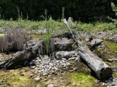 001 - die Froschweiher trocknen aus